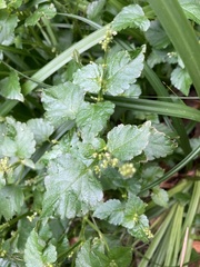 Leidesia procumbens