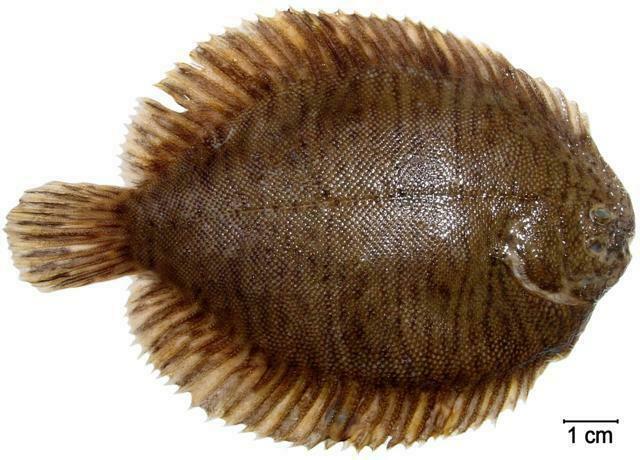 Shagreen Sole