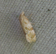 Platphalonidia magdalenae
