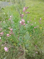 Melandrium
