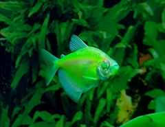 Gymnocorymbus ternetzi