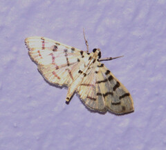Dichocrocis sabatalis