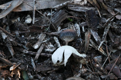 Geastrum pectinatum