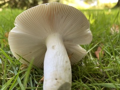 Russula aeruginea