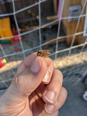 Apis mellifera