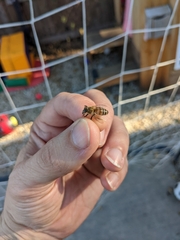 Apis mellifera
