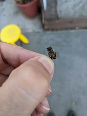 Apis mellifera