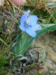 Aristea pusilla