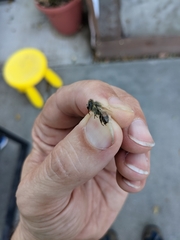 Apis mellifera