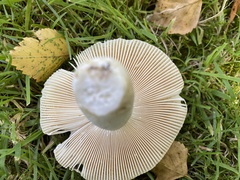 Russula aeruginea