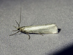 Crambus perlella