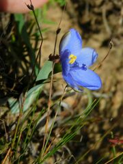 Aristea pusilla