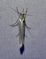 Crambus perlella