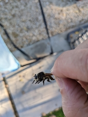 Mallophora fautrix