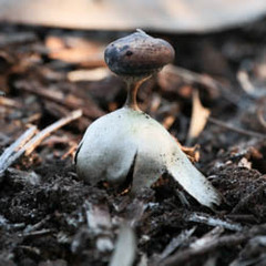 Geastrum pectinatum