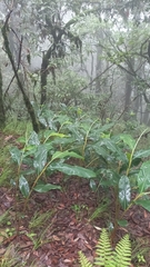 Hedychium spicatum