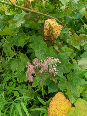 Filipendula camtschatica