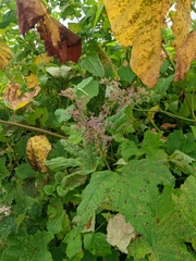Filipendula camtschatica