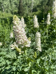 Corydalis caseana brachycarpa