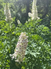 Corydalis caseana brachycarpa