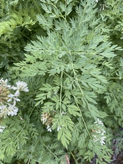 Corydalis caseana brachycarpa