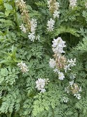 Corydalis caseana brachycarpa