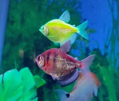 Gymnocorymbus ternetzi