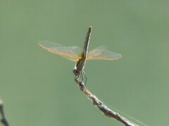 Sympetrum fonscolombii