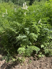 Corydalis caseana brachycarpa