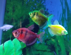 Gymnocorymbus ternetzi