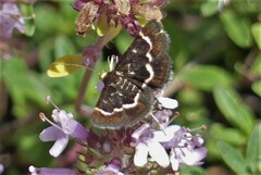 Pyrausta nigrata