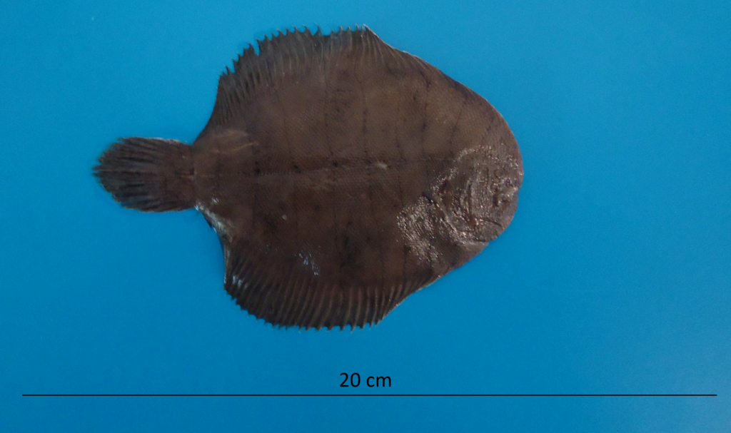 Plainfin Sole