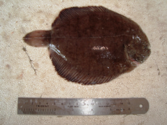 Plainfin Sole photo 2
