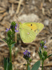 Colias croceus