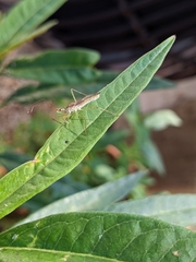 Zelus renardii