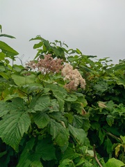 Filipendula camtschatica