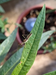 Zelus renardii