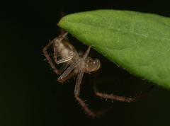 Larinia lineata