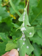 Neuroterus floccosus