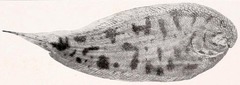 Longtail Sole photo 1