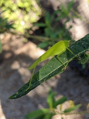 Phaneroptera nana