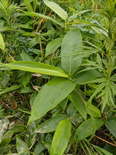 Sasa senanensis iNat (3)