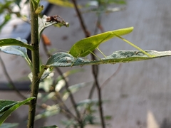 Phaneroptera nana