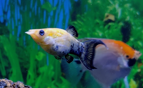 Molly