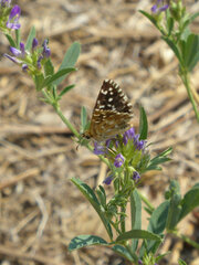 Pyrgus malvoides