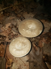 Lactarius fumosus