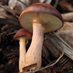 Gymnopilus purpuratus