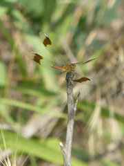 Sympetrum pedemontanum