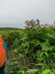 Filipendula camtschatica