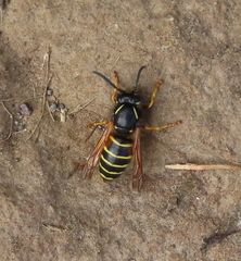 Dolichovespula norwegica